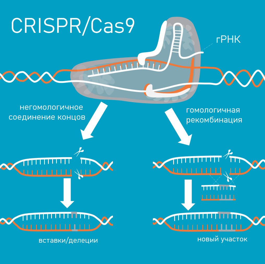 Механизм действия CRISPR/Cas9