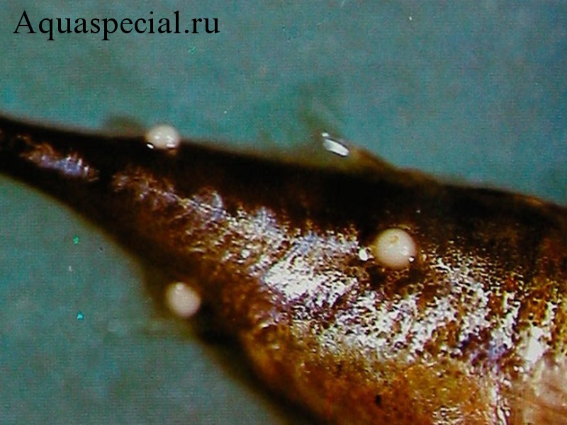 Болезни аквариумных рыбок: Симптомы, лечение.