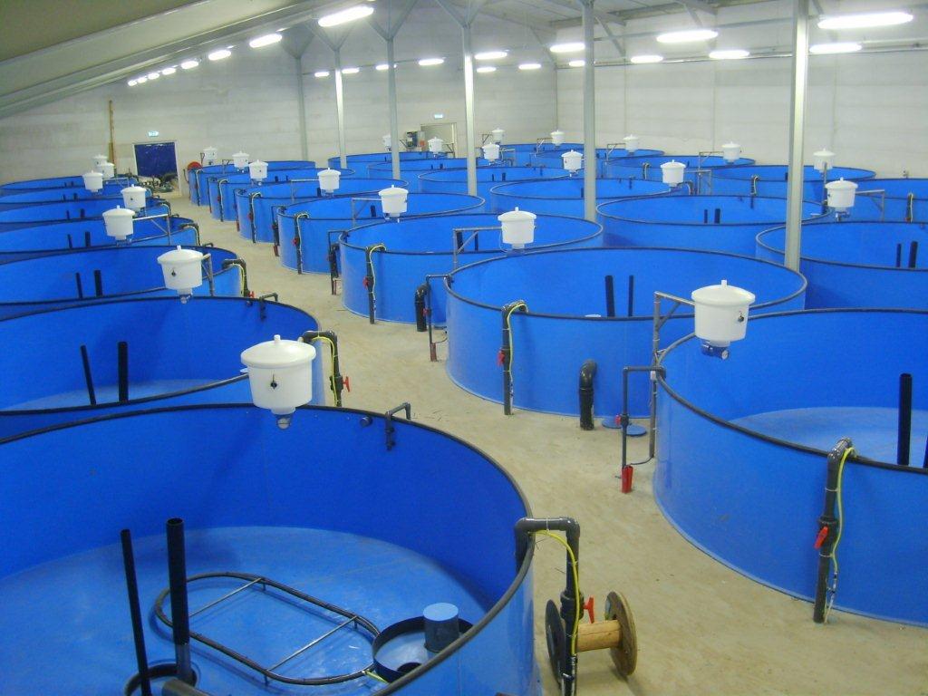 Установки замкнутого водоснабжения (УЗВ): Революция в современном рыбоводстве