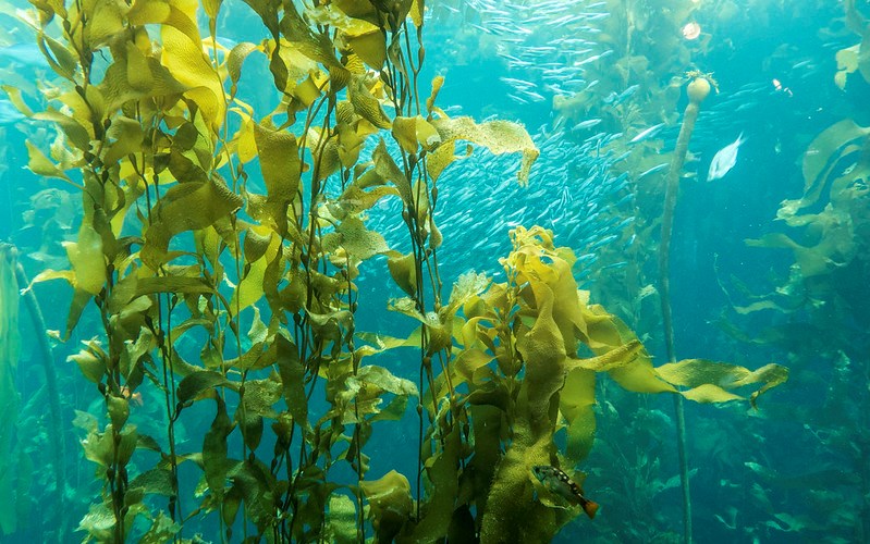 Современные технологии питания аквакультурных рыб