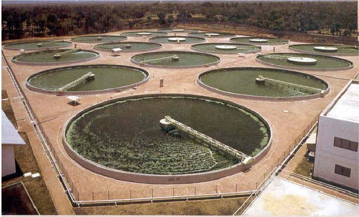 Спирулина \| Аквакультура --- рыбы и другие водные животные