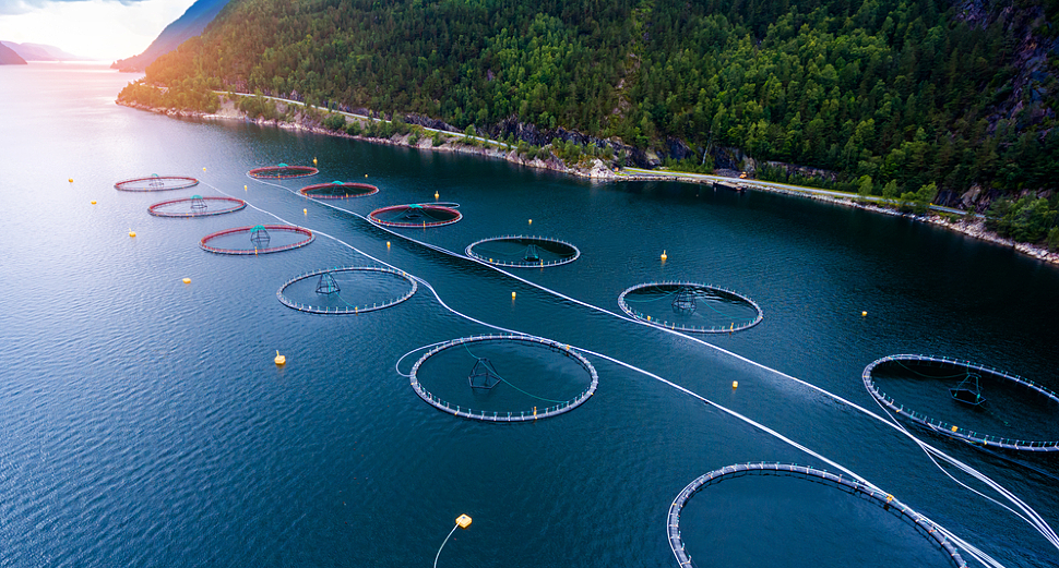 Первые коммерческие продукты клеточной аквакультуры появятся к 2025 году